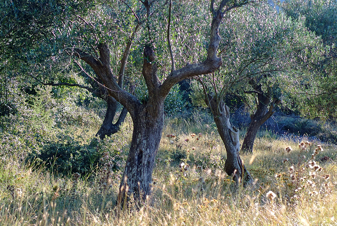Olivenbäume · © Rainer Elpel